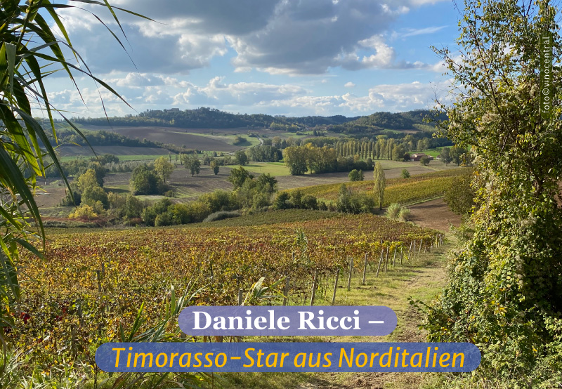 Das Bild zeigt einen der Weinberge von Daniele mit einem Blick in die rollenden Hügel