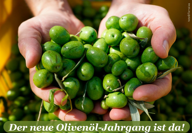 Bild von einer geöffneten Hand mit frische grünen Oliven