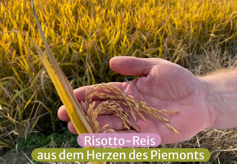 Blick auf ein Reisfeld mit Reiskörnen auf einer Handfläche